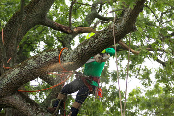 Best Tree Trimming and Pruning  in Albany, TX