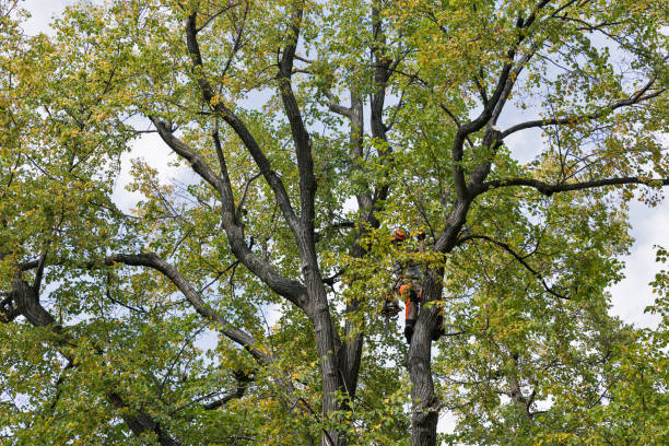 Reliable Albany, TX Tree Care Solutions